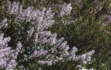 Hairy ceanothus