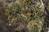 California juniper