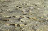 Black petrel burrows