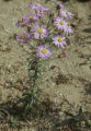 Common sandaster