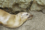 California sea lion