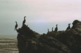 Cormorant