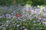 Pacific bleeding heart and forget-me-nots