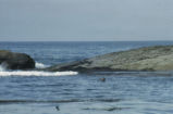 Northern elephant seal