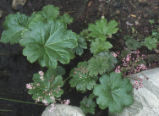 Indian rhubarb