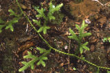 Running clubmoss