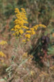 Goldenrod