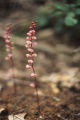 Whiteveined wintergreen