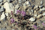 Desert sand verbena