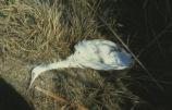 Snowy egret