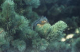 Douglas squirrel and beach pine