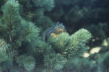 Douglas squirrel and beach pine