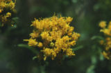 Broom snakeweed