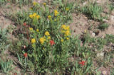 Mt. Albert goldenrod