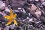 Smoothstem blazingstar