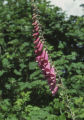 Purple foxglove