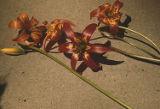 Columbia lily and western lily