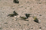 Lawrence's goldfinch