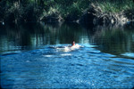 Students swimming