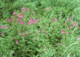 Purple monkeyflower