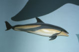 Pacific white-sided dolphin