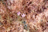 Catchfly prairie gentian
