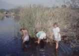 Students pulling cattails