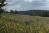 Oneflower helianthella