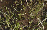Western grasswort