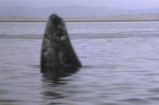 Gray whale