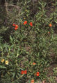 Kaweah river bush monkeyflower