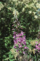 Fireweed