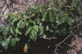 Eastern poison ivy