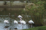 Lesser flamingos