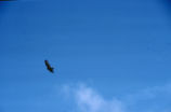 Turkey vulture