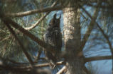 Long-eared owl