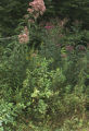 Thoroughwort and ironweed