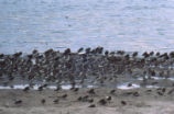 Least sandpipers, western sandpipers, and dunlins