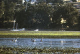 Great blue heron and eelgrass