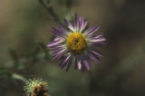 Pacific aster
