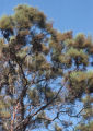 Redshank