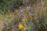 San Bernadino larkspur