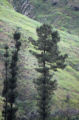 Great horned owl on nest