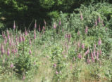 Purple foxglove