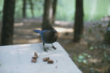 Steller's jay
