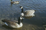 Canada geese and mallard