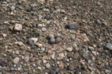 Killdeer nest and eggs