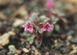 Dwarf purple monkeyflower