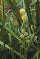 Broadfruit bur-reed