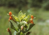 Scarlet monkeyflower